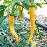Pepper Seeds - Hot - Cayenne Golden