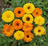 Calendula Seeds - Pacific Beauty Mixture