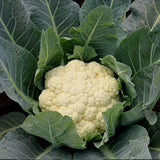 Cauliflower Seeds - Snowball Y Improved