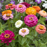 Zinnia Seeds - Cut and Come Again (Organic)