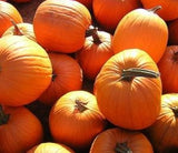 Pumpkin Seeds - Young's Beauty