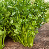 Celery Seeds - Utah 52-70 Tall Improved - Organic