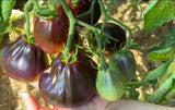 Slicing-Blue Pear-Tomato Seeds