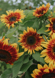 Sunflower Seeds - Autumn Beauty (Organic)