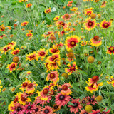 Gaillardia Seeds - Blanket Flower