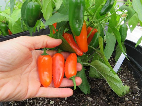 Pepper Seeds - Hot - Jalapeno Orange