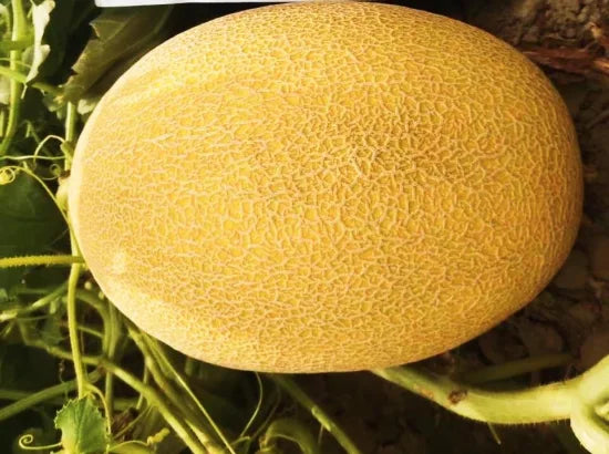 Sweet Melon _Dalal F1