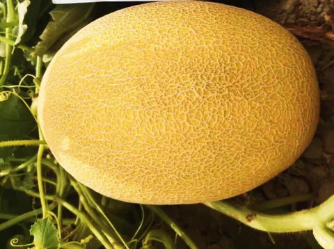 Sweet Melon _Dalal F1