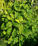المليسة الطبية lemon Balm 