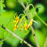 Cherry - Gardener's Delight - Tomato Seeds
