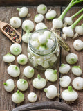 Onion Seeds - Short - Crystal White Wax
