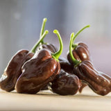 Pepper Seeds - Hot - Habanero Chocolate