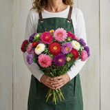 Aster Seeds - Powderpuff Mix