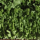 Broccoli Raab - Early Fall Rapini