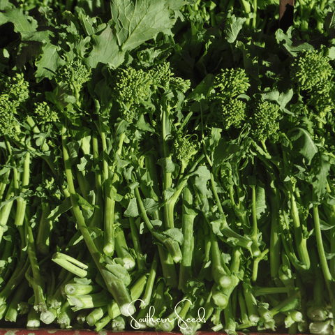 Broccoli Raab - Early Fall Rapini