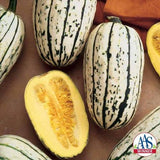 Pumpkin Seeds - Winter - Delicata Bush AAS Winner
