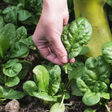 Spinach Seeds - Matador Viking