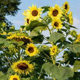 Sunflower Seeds - Lemon Queen