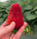 Planting Strawberry Workshop