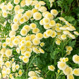 Magic Lime Green Organic Matricaria Seed