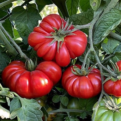 Tomato Seeds - Slicing - Costoluto Genovese