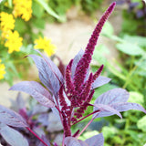Amaranthus Seeds - Hopi Red Dye (Organic)