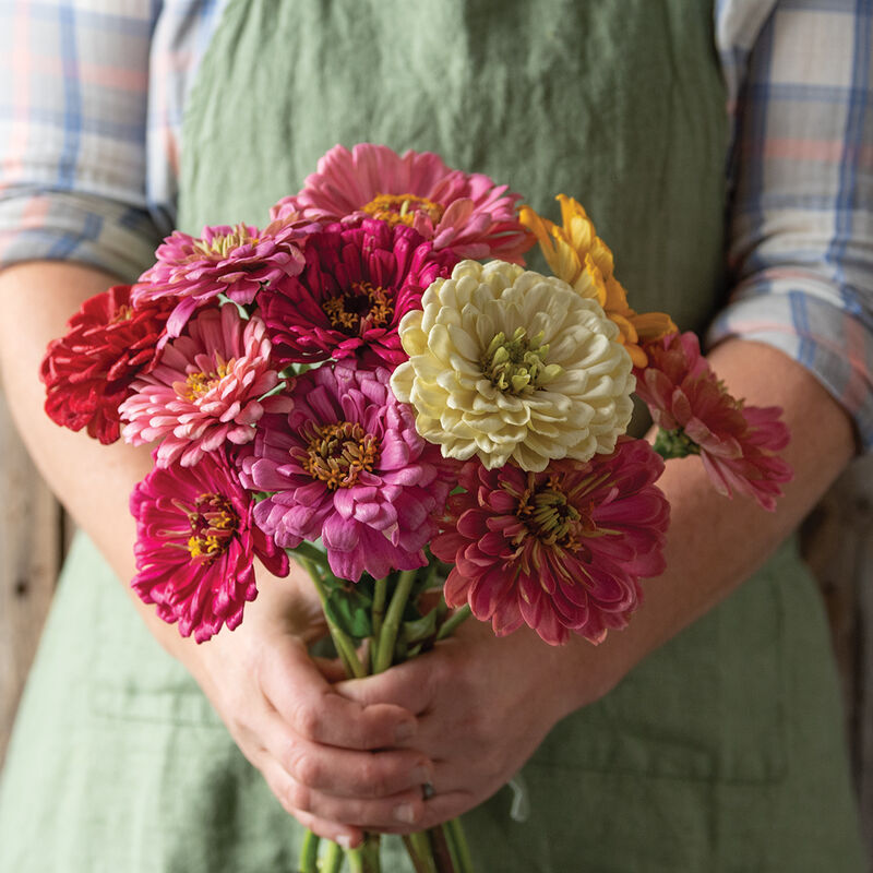 Zinnia Seeds - State Fair Mix