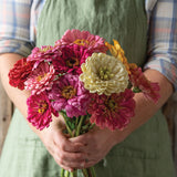 Zinnia Seeds - State Fair Mix