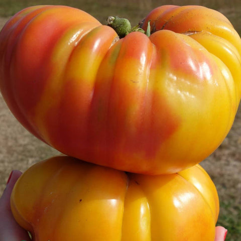 Tomato Seeds - Slicing - Striped German
