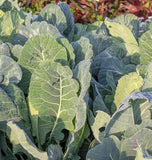 Collard Greens – Top Bunch 2.0 F1