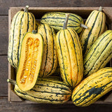 Pumpkin Seeds - Winter - Delicata Bush AAS Winner