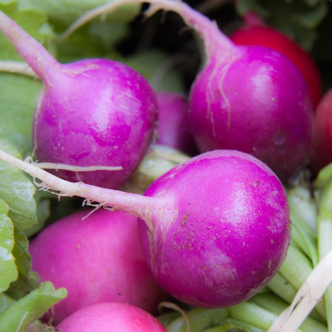 Radish Seeds - Purple Plum