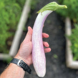 Eggplant Seeds - Bride F1