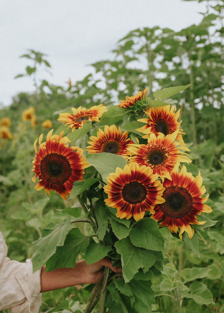 Sunflower Seeds - Autumn Beauty (Organic)
