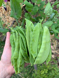 بزاليا أوريغون العملاقة المسطحة 