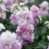 Antique Pink Stock Seed