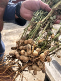 Peanut Seeds