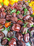 Pepper Seeds - Hot - Habanero Chocolate