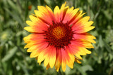 Gaillardia Seeds - Blanket Flower