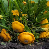 Squash Seeds - Summer - Scallop Yellow Bush