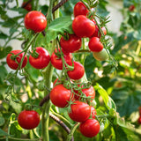Cherry - Gardener's Delight - Tomato Seeds