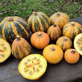 Pumpkin Seeds - Pepitas F1 AAS Winner
