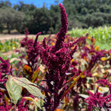 Amaranthus Seeds - Hopi Red Dye (Organic)