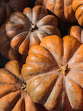Pumpkin Seeds - Musquee De Provence