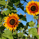 Sunflower Seeds - Autumn Beauty (Organic)