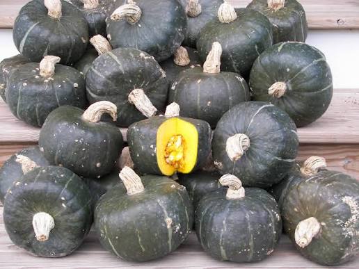 Pumpkin Seeds - Winter - Burgess Buttercup