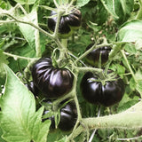 Slicing-Black Beauty-Tomato Seeds