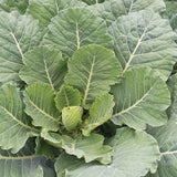 Collard Greens – Top Bunch 2.0 F1