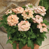 Verbena Flower Seeds - Tuscany Peach