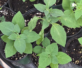 2 Golden pearls Seedlings